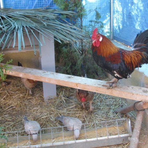 La granja les permite observar desde que la gallina pone el huevo, lo incuba y nace el pollito
